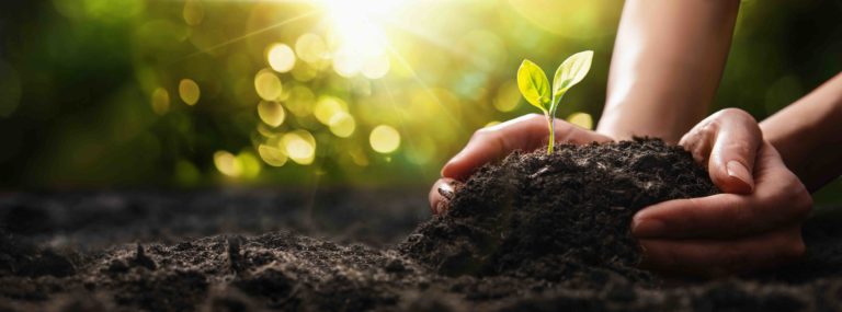 Pflanzenwachstum aus der Erde, Hände und Sonnenstrahlen