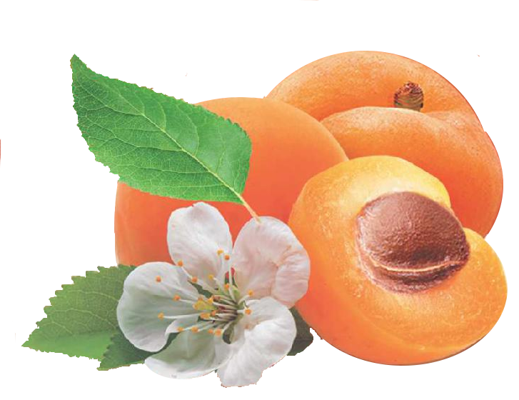 Aprikosen Natur